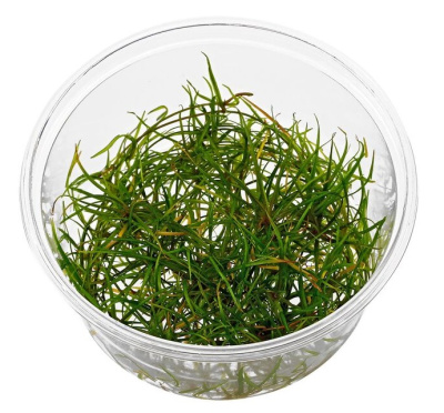 Эхинодорус тенелус (меристемное растение)